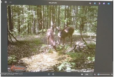 +/-288 Acres - Holmes County, MS | Prime Hunting & Timber Tract - photo 25