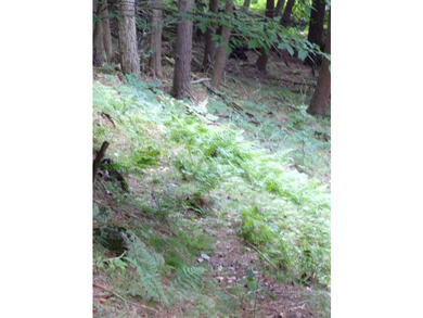 Peaceful and serene, this beautiful 15.1-acre wooded waterfront - photo 11