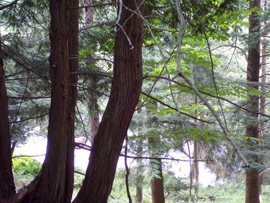 Peaceful and serene, this beautiful 15.1-acre wooded waterfront - photo 14