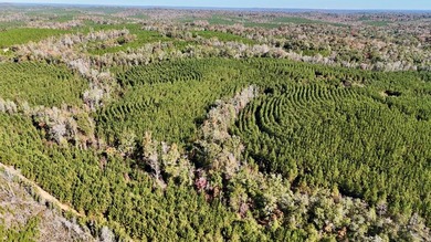 Price Reduction! 118.08 surveyed acres on the Barbour East Ridge - photo 6