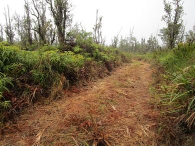 Winding driveway adds privacy that leads you to a cleared house - photo 6