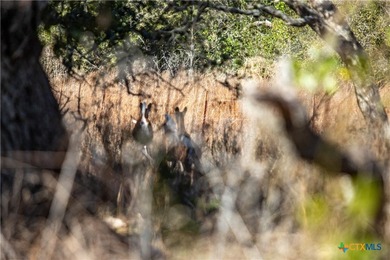 Welcome to Hidden Oaks Ranch a rare 51.81-acre coastal tract on - photo 16