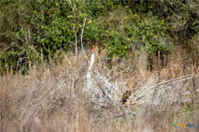 Welcome to Hidden Oaks Ranch a rare 51.81-acre coastal tract on - photo 17