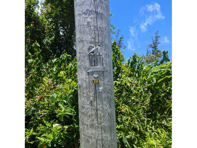 Wooded property with small trees on paved road in Leilani - photo 8