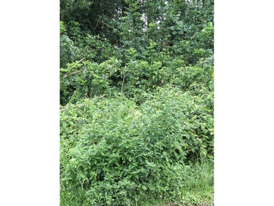 A CHOICE 3 ACRE SQUARE LOT APPROXIMATE 348 FT BY 375 FT WITH - photo 1