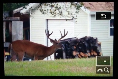 20 Acres-Evart Schools-3 Bedroom one bath remodeled 1900 range - photo 3