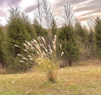 3+/- Wooded Acres At The Lake! - Lake Lot For Sale in Leitchfield, Kentucky