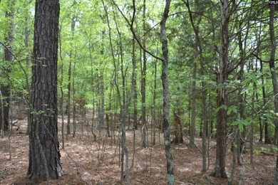 Wooded second row lot at Lake Wateree with some Lake views - photo 4