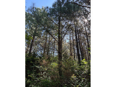 Discover the perfect blend of investment, recreation, and - photo 15