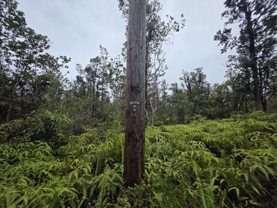Vacant 3 acre lots. Just of D road Undeveloped with lots of Ohia - photo 4