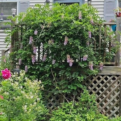 Beautifully sited house on 2.3 acres of fruit trees and gardens - photo 3