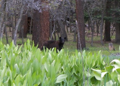 Brazos lodge is a small quaint rustic Lodge in the Brazos canyon - photo 14