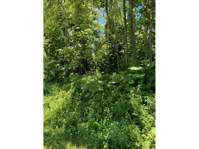 Hawaiian Parks Subdivision - densely forested lot in an area - photo 7