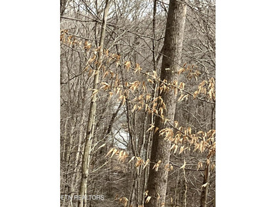 Welcome to your own Enchanted Forest on Norris Lake! You'll find - photo 7