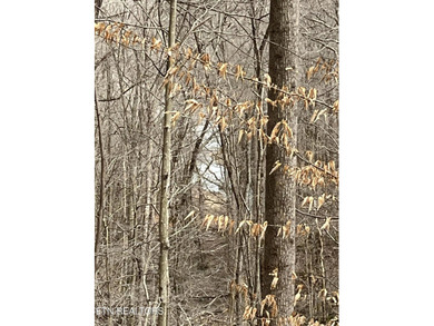 Welcome to your own Enchanted Forest on Norris Lake! You'll find - photo 8
