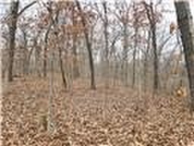 Nearly 80 acres of Lake of the Ozarks land in Gravois Mills, MO - photo 12