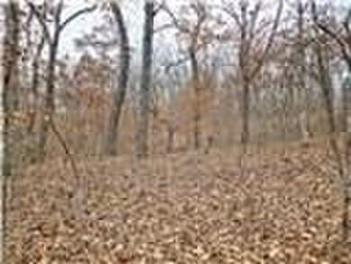 Nearly 80 acres of Lake of the Ozarks land in Gravois Mills, MO - photo 14