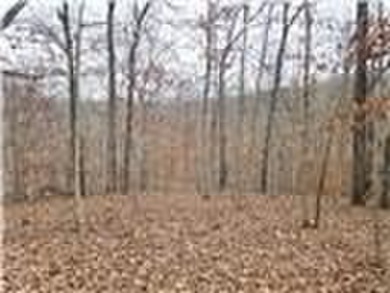 Nearly 80 acres of Lake of the Ozarks land in Gravois Mills, MO - photo 15