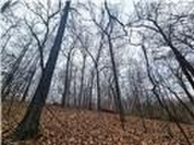 Nearly 80 acres of Lake of the Ozarks land in Gravois Mills, MO - photo 16
