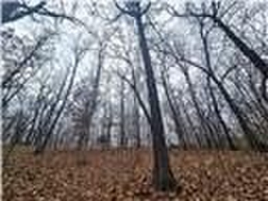 Nearly 80 acres of Lake of the Ozarks land in Gravois Mills, MO - photo 17