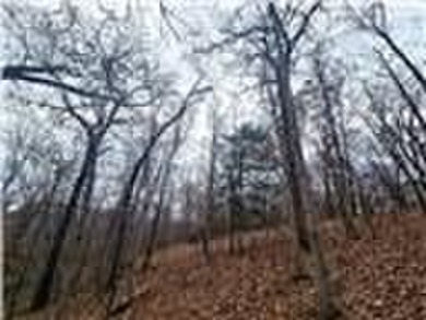 Nearly 80 acres of Lake of the Ozarks land in Gravois Mills, MO - photo 18