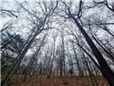 Nearly 80 acres of Lake of the Ozarks land in Gravois Mills, MO - photo 19