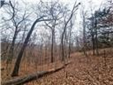 Nearly 80 acres of Lake of the Ozarks land in Gravois Mills, MO - photo 20