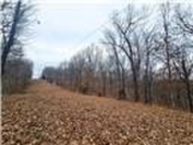 Nearly 80 acres of Lake of the Ozarks land in Gravois Mills, MO - photo 24