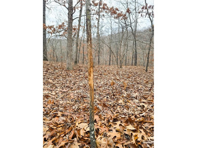 Nearly 80 acres of Lake of the Ozarks land in Gravois Mills, MO - photo 25