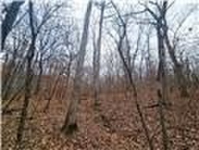 Nearly 80 acres of Lake of the Ozarks land in Gravois Mills, MO - photo 30