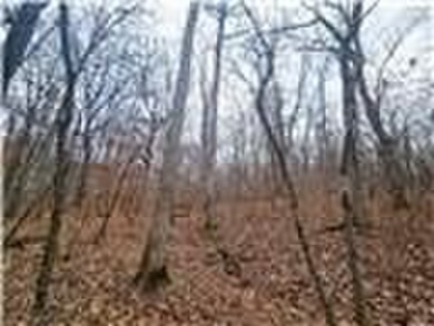Nearly 80 acres of Lake of the Ozarks land in Gravois Mills, MO - photo 31