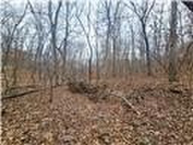 Nearly 80 acres of Lake of the Ozarks land in Gravois Mills, MO - photo 32