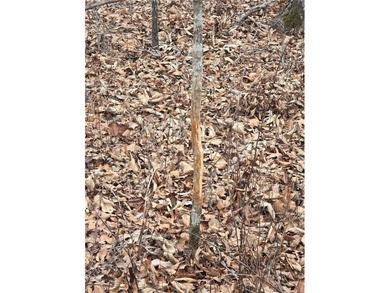 Nearly 80 acres of Lake of the Ozarks land in Gravois Mills, MO - photo 33