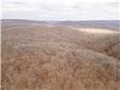 Nearly 80 acres of Lake of the Ozarks land in Gravois Mills, MO - photo 54