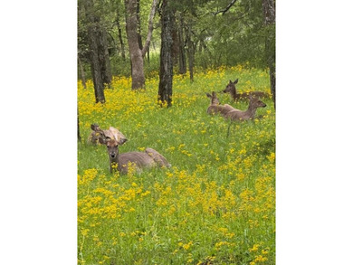 This is a true oversized multi-purpose lot, 80 X 100. This lot - photo 6