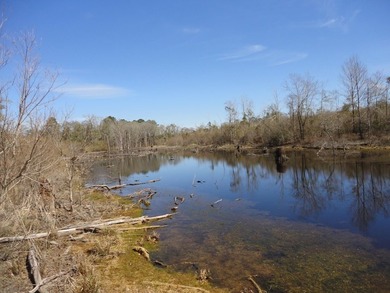 The 196 acre parcel of land located at 226 Blue Lake Road Petal - photo 4