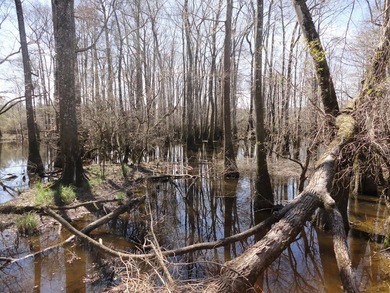 The 196 acre parcel of land located at 226 Blue Lake Road Petal - photo 9