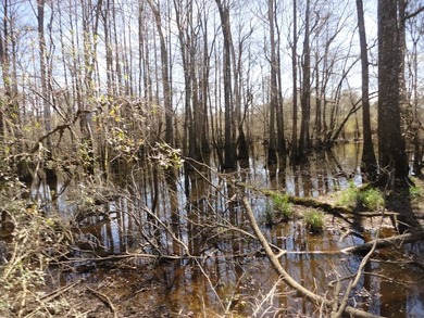 The 196 acre parcel of land located at 226 Blue Lake Road Petal - photo 10