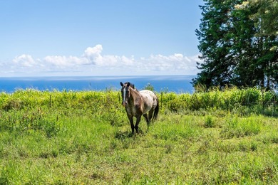 Commanding panoramic views of the Pacific Ocean and the slopes - photo 3