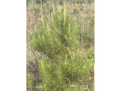 94.8+/- acres tract of rolling terrain with some steep areas - photo 6