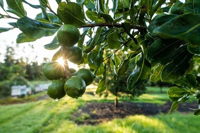 Award winning 211 acre Macadamia Nut Orchard. Finest on the - photo 11