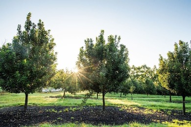 Award winning 211 acre Macadamia Nut Orchard. Finest on the - photo 12