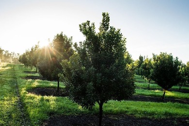 Award winning 211 acre Macadamia Nut Orchard. Finest on the - photo 13