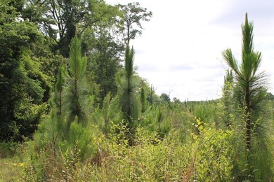 Reduced price!!!!!!!!! Beautiful large lot on 1.49 acres, just - photo 2