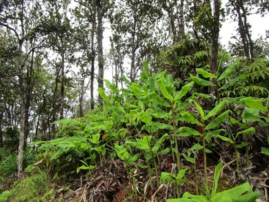 Enjoy the cool climate of the Volcano area. Rare square shape - photo 1