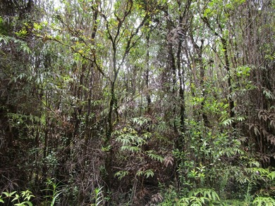 Enjoy the cool climate of the Volcano area. Rare square shape - photo 2