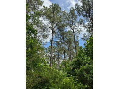 HunterFocused Listing 22.5 Acres Douglassville, Texas Seller - photo 15