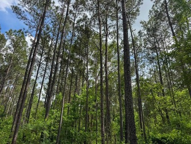 HunterFocused Listing 22.5 Acres Douglassville, Texas Seller - photo 19