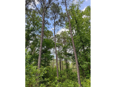 HunterFocused Listing 22.5 Acres Douglassville, Texas Seller - photo 20
