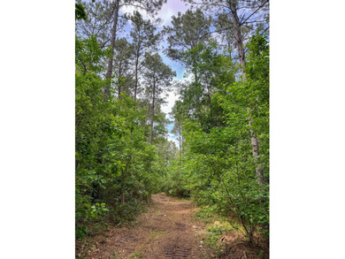 HunterFocused Listing 22.5 Acres Douglassville, Texas Seller - photo 21